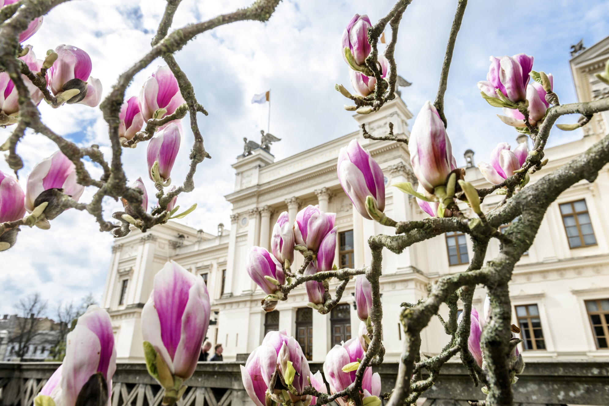 Magnolior universitetshuset