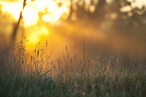 sunshine in a wood