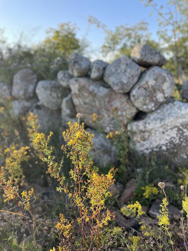 blommor och stenmur
